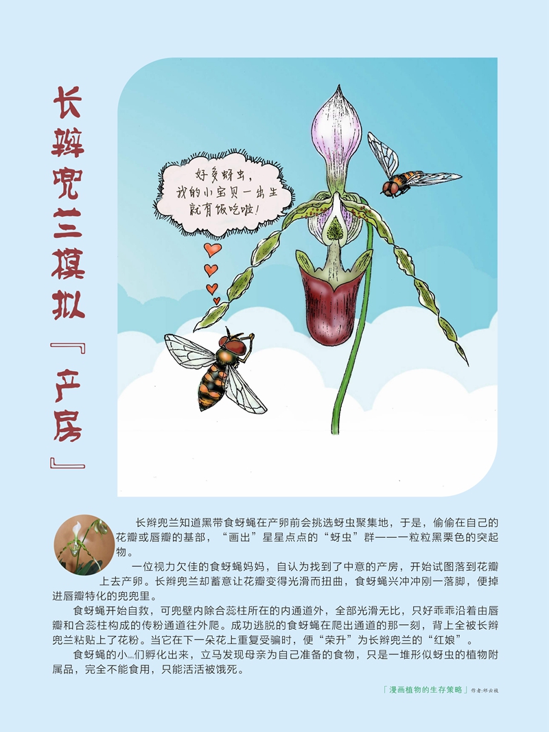 10长瓣兜兰.jpg