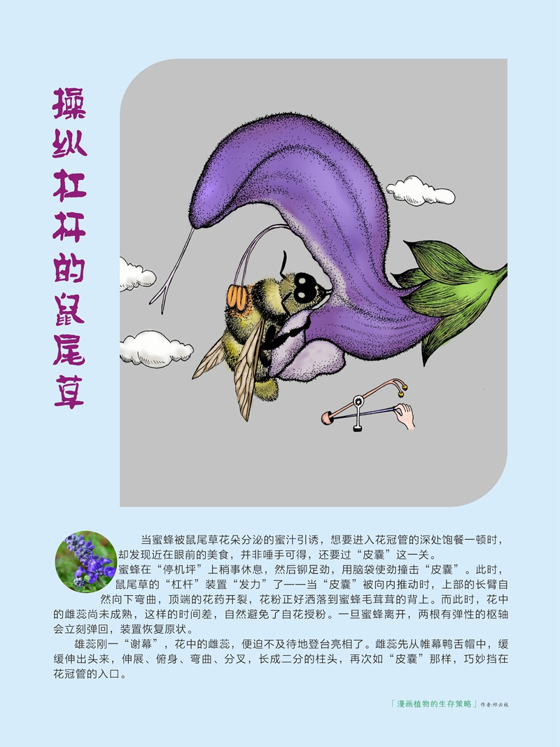 08鼠尾草.jpg