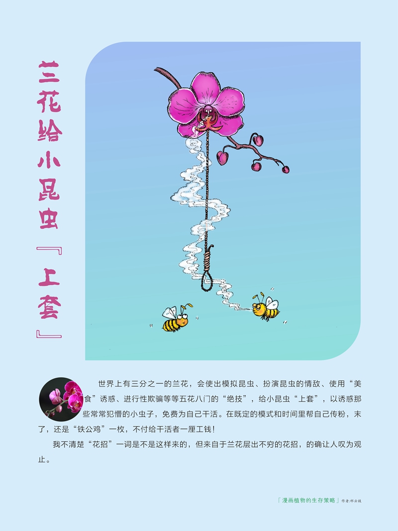 07兰花.jpg