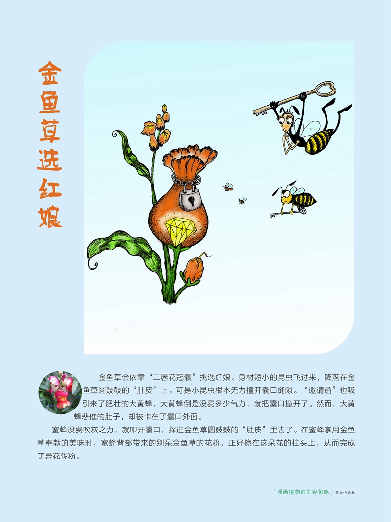 04金鱼草.jpg