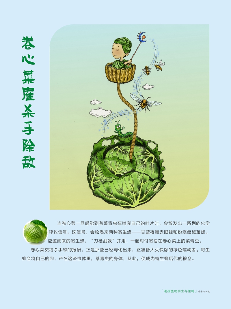 06卷心菜.jpg