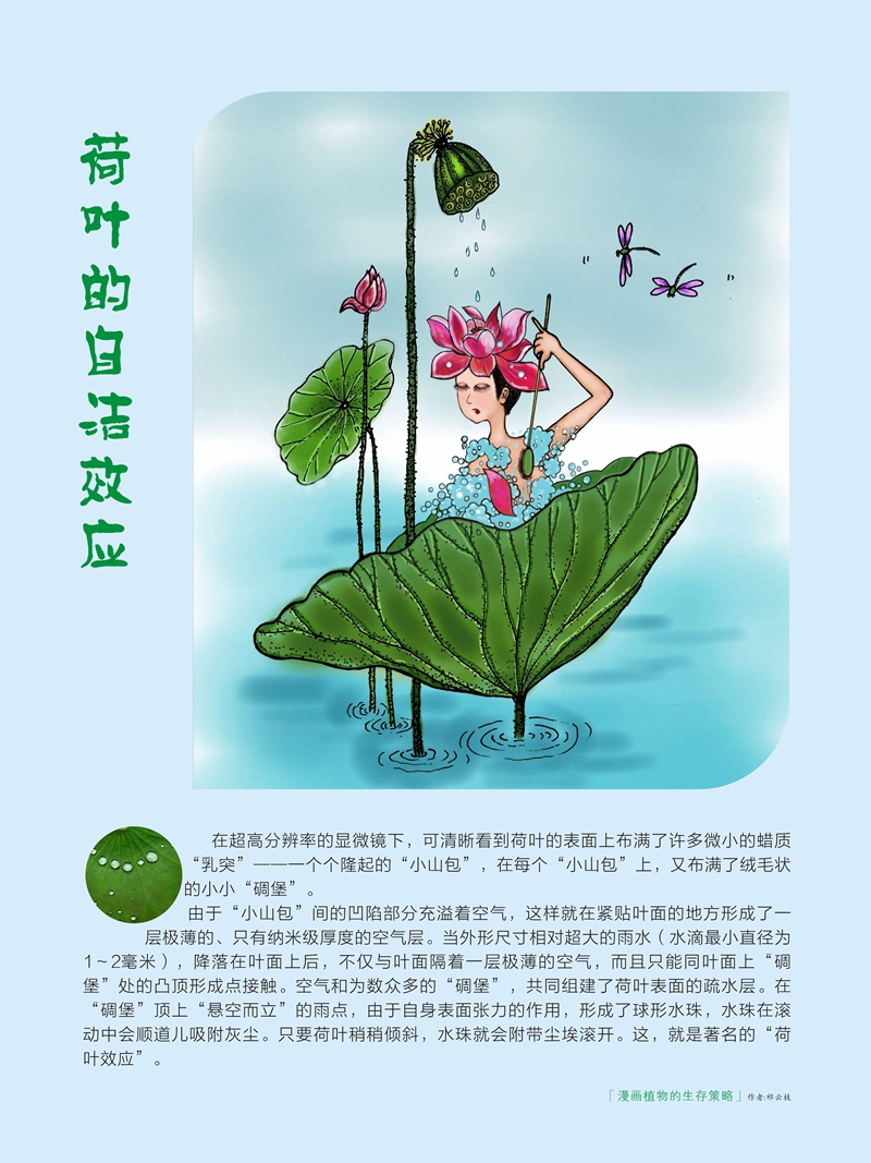 03荷叶自洁.jpg